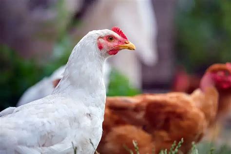 F Vrier Flamboyant Les Plantes Essentielles Pour Des Poules Heureuses