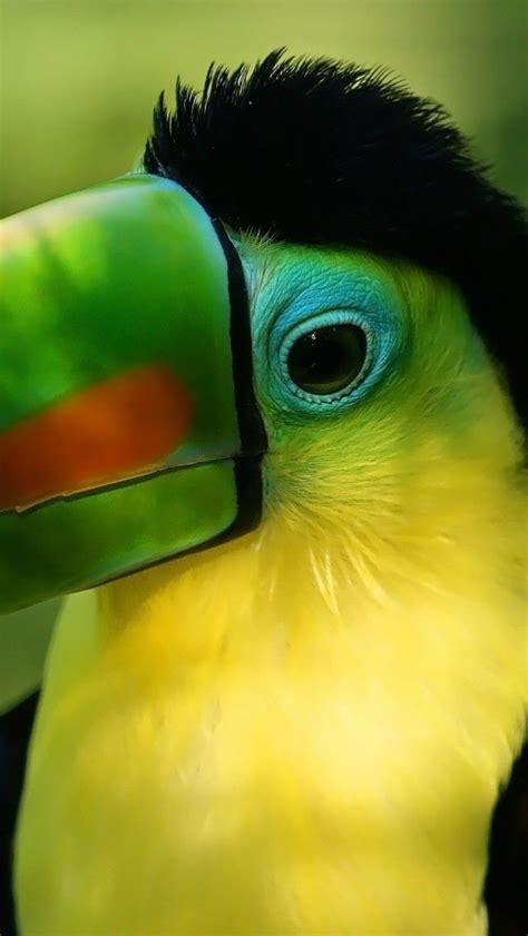 Delightfully Manic — Toucan Parrot