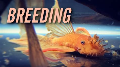 Longfin Super Red Bristlenose Pleco Breeding YouTube