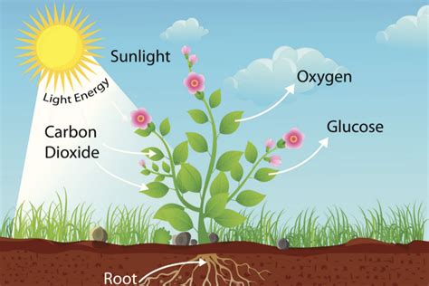 Ithy Diffusion And Osmosis In Living Organisms