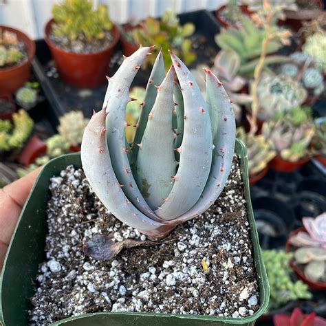Aloe Peglerae Just Succ It