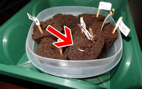 Seedling is growing upside down, taproot is above the soil! | Grow Weed ...