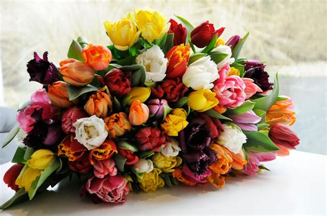 DutchGrown™ tulip bulbs are easy to grow and bring color to the garden