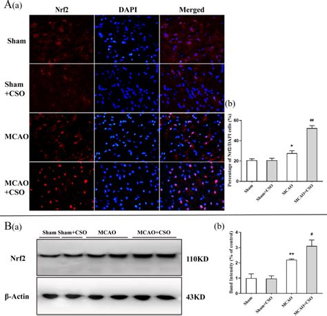 Cso Treatment Increased The Expression Of Nrf In The Ischemic