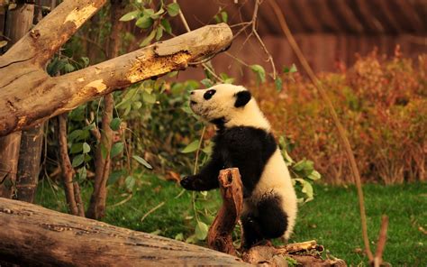 1920x1278 Cool panda - Coolwallpapers.me!