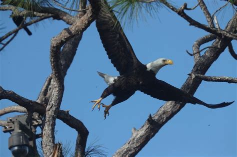 Photos: 2019 Southwest Florida Eagle Cam eaglets are almost a month old