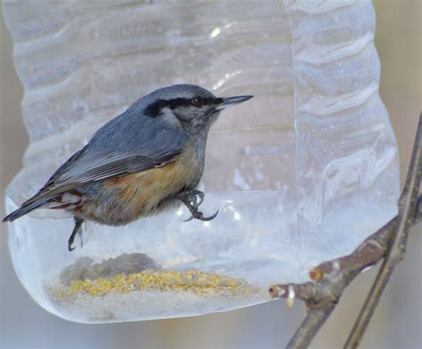 Мелкие птицы приморского края - картинки и фото poknok.art