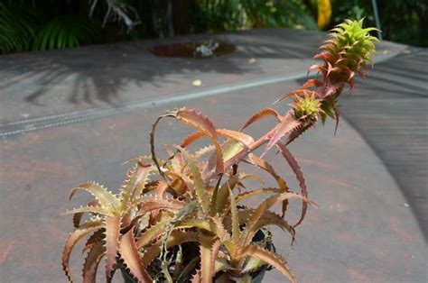 Succulent Bromeliads And Others Orthophytum Iron Ore Iron Ore Iron