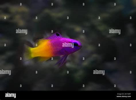 Purple And Yellow Fish