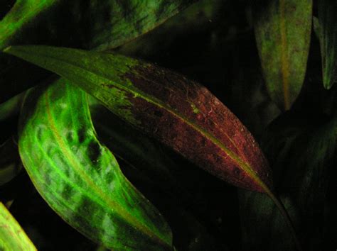 Cryptocoryne Affinis Nebr Plants Of The World Online Kew Science