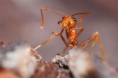 How To Identify Fire Ants Characteristics And Appearance Efi