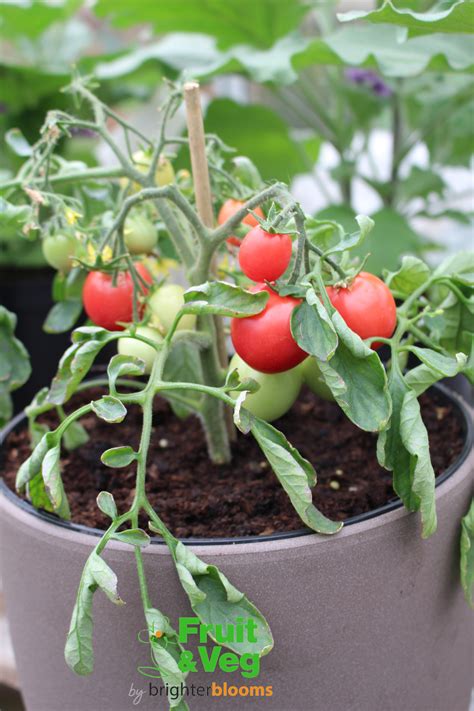 4 Tomato Minibel - Grow Veg & Fruit by Brighter Blooms