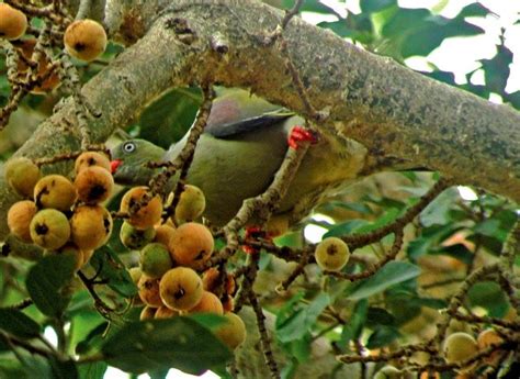 Ficus sycomorus - Alchetron, The Free Social Encyclopedia