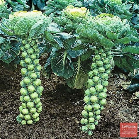 Брюссельская капуста (Brassica oleracea var. Gemmifera) — описание ...