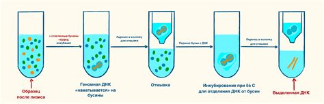 Выделяем нуклеиновые кислоты: эволюция методов