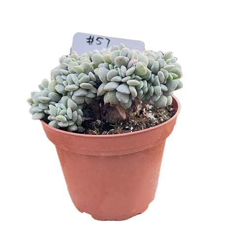 Crested Echeveria Cubic Frost 2 4 Inchlimited Thenextgardener