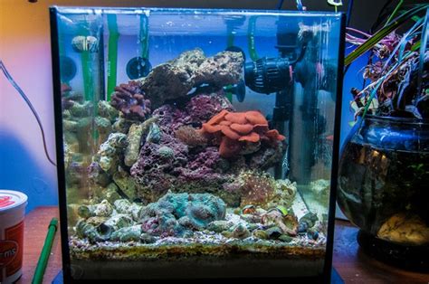 12 Gallon Cube Nano Reef Tank Rainforest Concepts