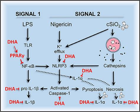 Frontiers Docosahexaenoic Acid Suppresses Silica Induced Inflammasome