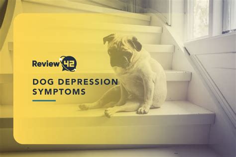 Dog Depression: Symptoms and Solutions - Hunter Games Magazine