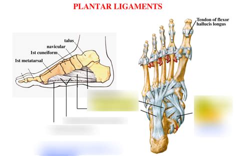 723 14 Plantar Ligaments Diagram Quizlet