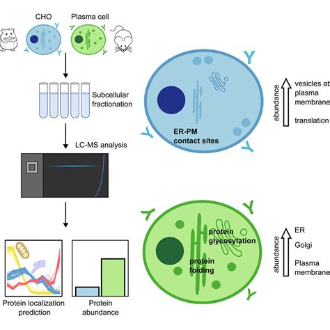 Spatial Proteomics Reveals Differences In The Cellular Architecture Of