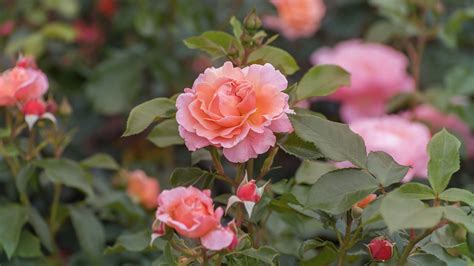 How to Plant, Grow, and Care for Hybrid Tea Roses