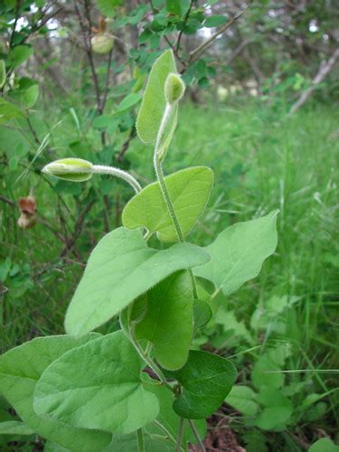 Img6059 Young Leaves Of California Pipevine Larval Food Flickr