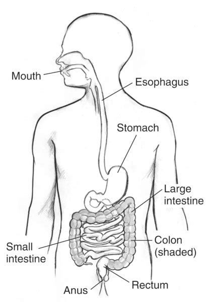 Digestive Tract Inside The Outline Of A Mans Torso With Labels