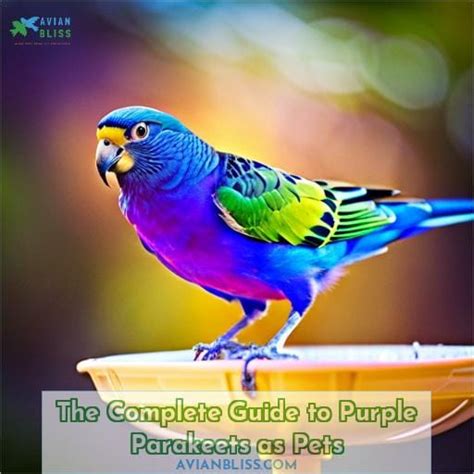 The Complete Guide To Purple Parakeets As Pets