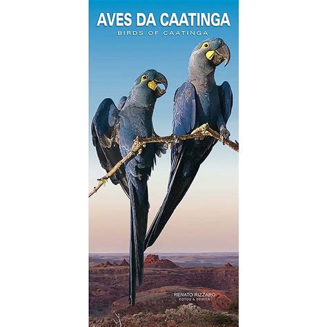 P Ssaros Da Caatinga Aves Do Nordeste Aves Do Cear Aves Da Bahia