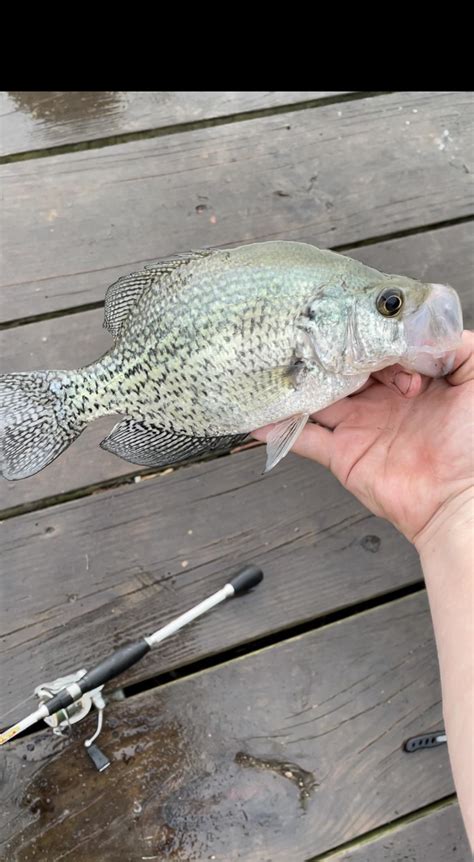 Black Crappie Rfishid