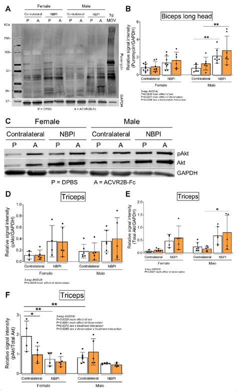 Sex Specific Differences In Myostatin Mstn Dependent Contracture