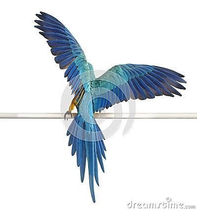 Rear View Of Blue And Yellow Macaw Ara Ararauna Royalty Free Stock