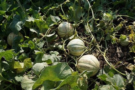 Growing Cantaloupe From Seeds A Practical Garden Season Guide