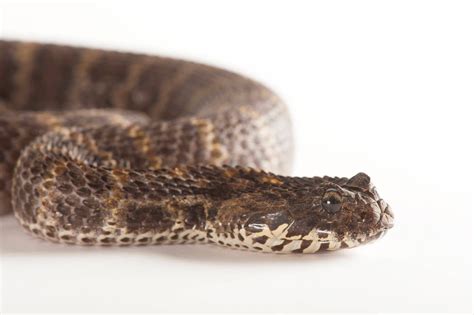 Rough Scaled Death Adder Acanthophis Rugosus Joel Sartore