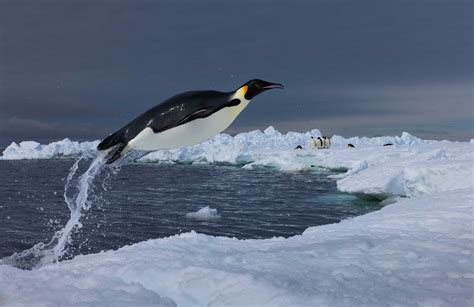 Secrets of the Penguins: An Unforgettable National Geographic Adventure