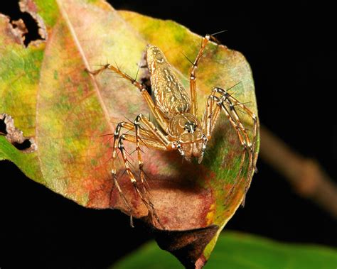 Lynx Spider Female Hamadruas Sp Oxyopidae Pu Er Yunn