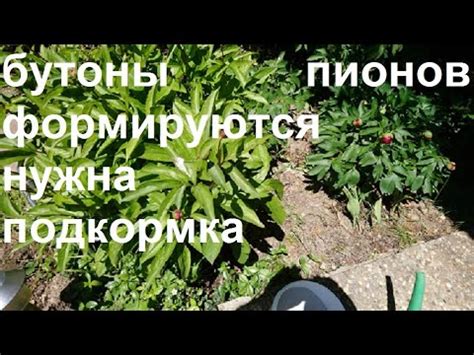 Чем подкормить ПИОНЫ во время формирования бутонов? - YouTube