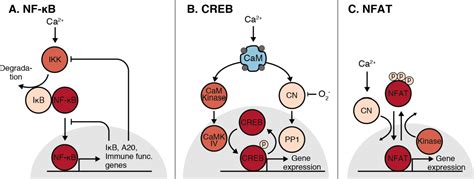 Figure From Decoding Calcium Encoding Through Bi Directional