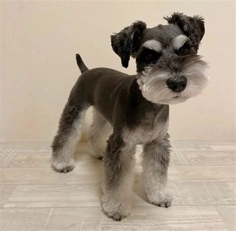 Schnauzer Haircuts Top 23 Styles To Try Them Out Now The Goody Pet