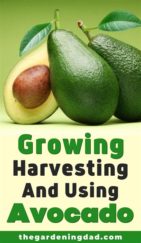 Easy Tips To Grow Avocado In Pots Grow Avocado Avocado Avocado