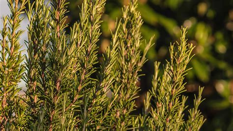 Rosemary plant detail 41475201 Stock Video at Vecteezy