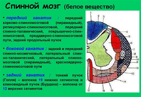 Неврология. Учение о нервной системе - презентация онлайн
