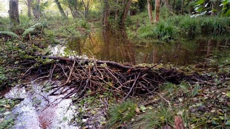 Beaver And Its Dam