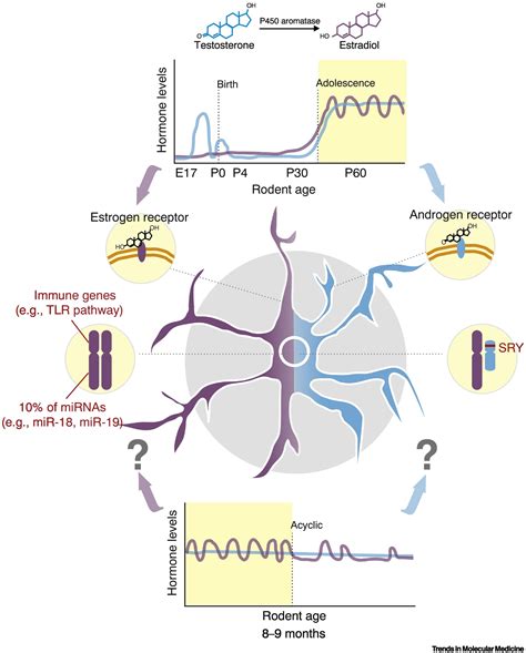 Do Microglial Sex Differences Contribute To Sex Differences In Neurodegenerative Diseases
