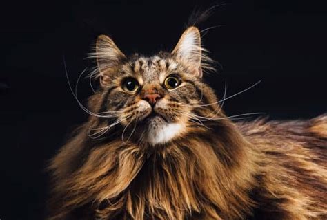 10 Essential Black Maine Coon Facts For Black Cat Lovers Petskb