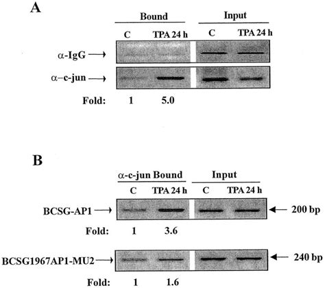 Chip Analysis For C Jun Association With Bcsg1 Intronic Ap1 Binding Download Scientific Diagram