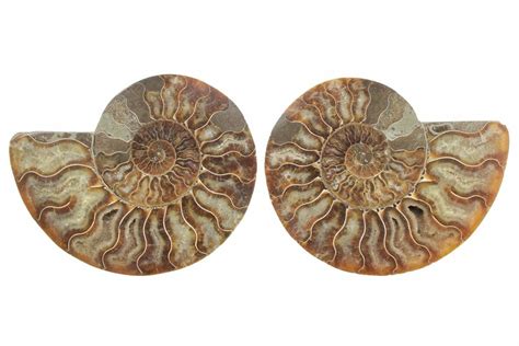 4 Cut And Polished Agatized Ammonite Fossil Madagascar 223112 For