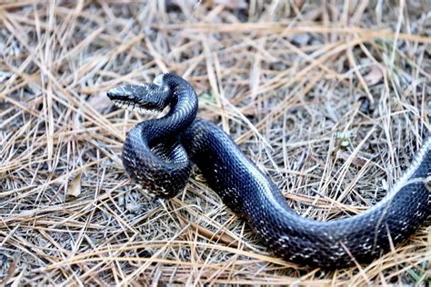 Eastern Gray Ratsnake Complex From Northumberland County Va Usa On