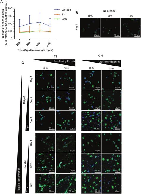 Adhesion Of Human Umbilical Cord Vein Endothelial Cells Huvecs Onto